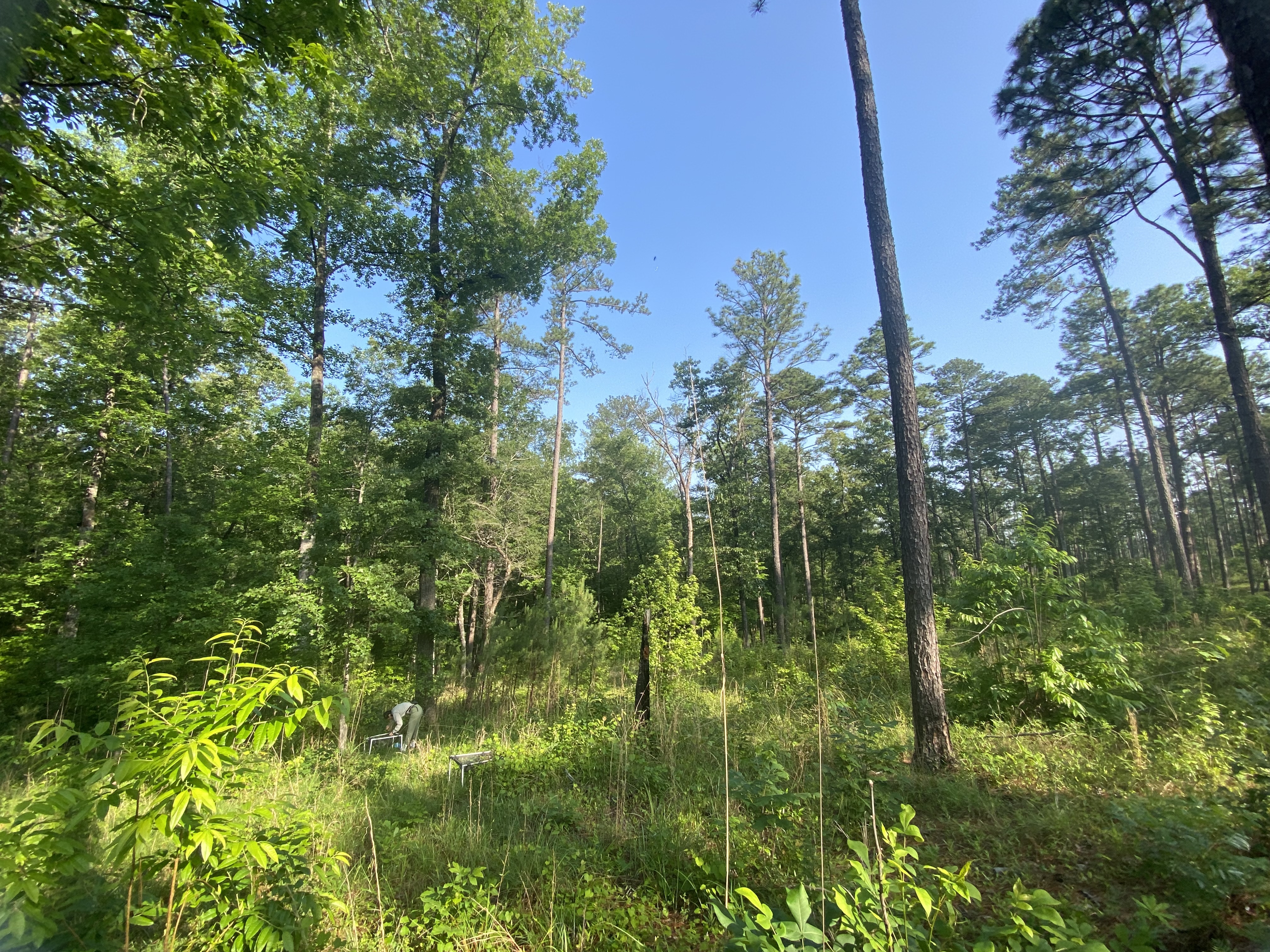 Seed collection in Talladega Natl Forest, AL