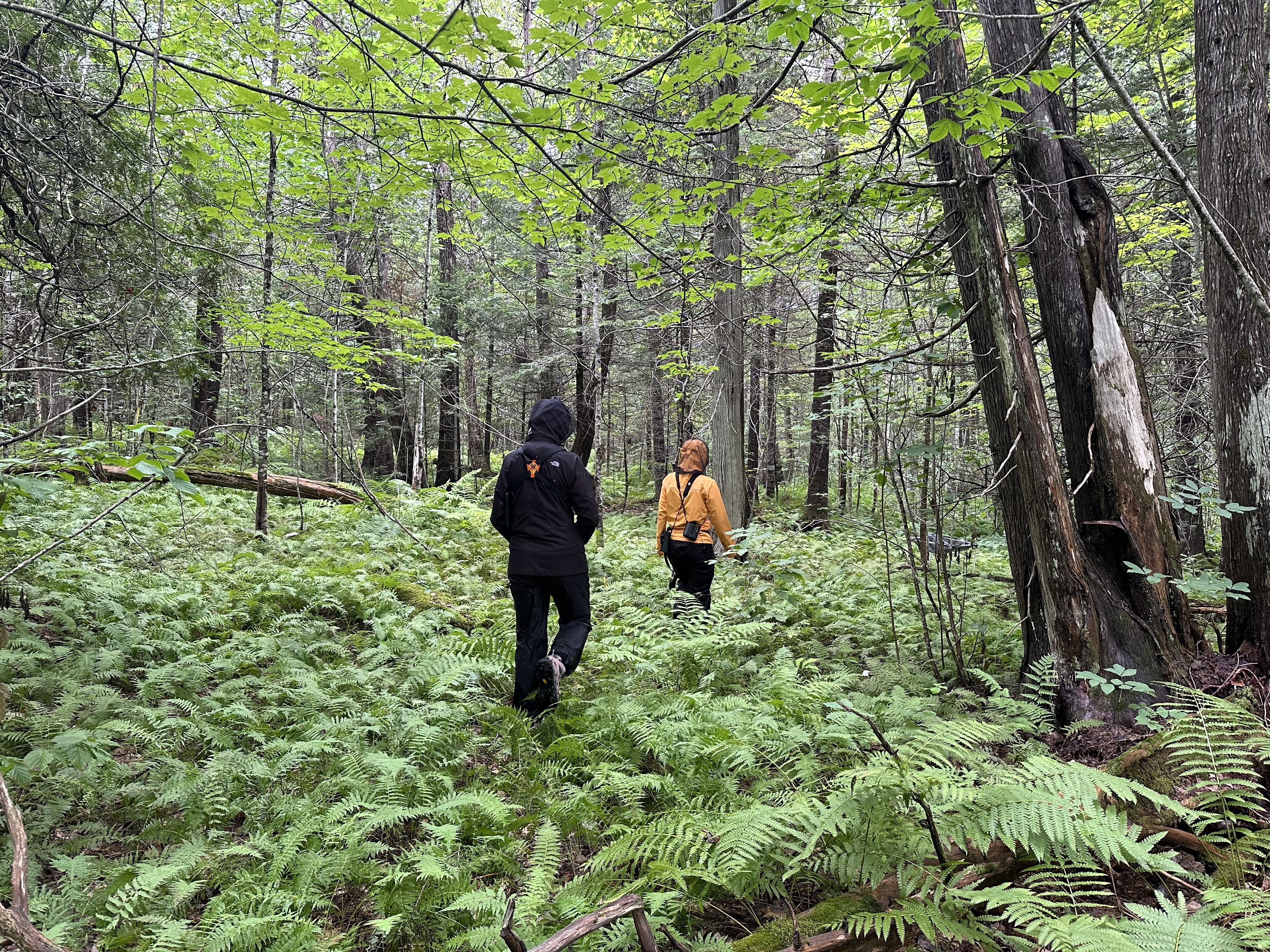 Fieldwork in Maine